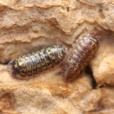 Armadillidium Versicolor “Ukraine”
